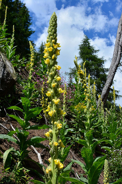 Molène à fleurs denses