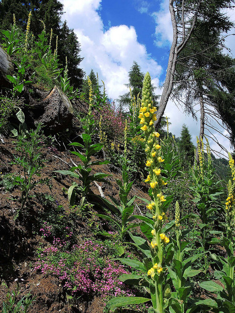 Molène à fleurs denses