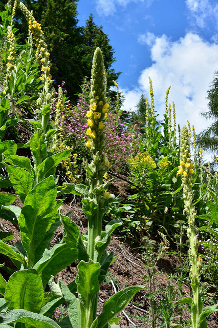 Molène à fleurs denses