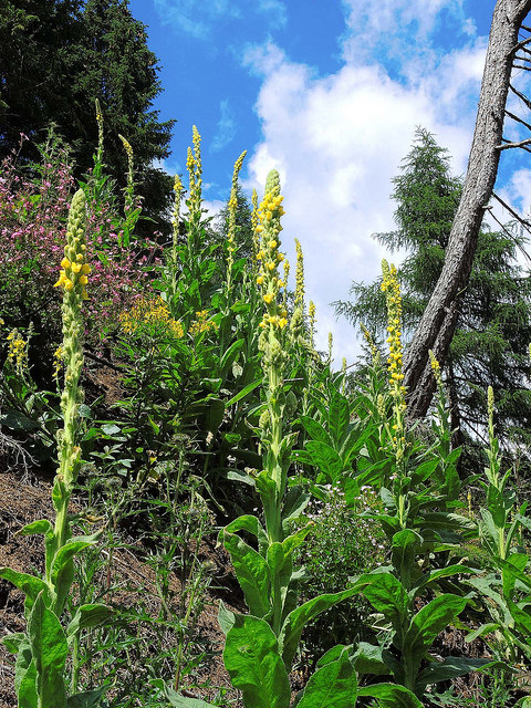 Molène à fleurs denses