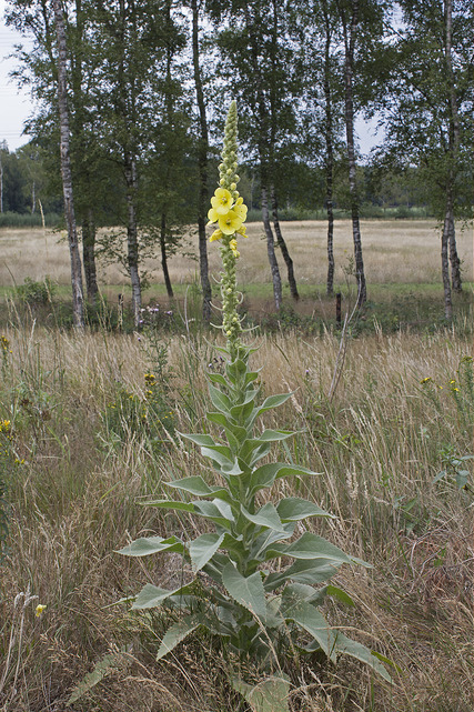 Molène faux phlomis (Verbascum phlomoides)