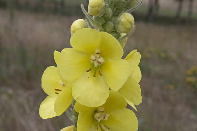 Molène faux phlomis