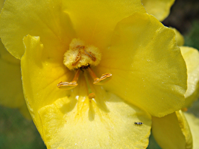 Molène faux phlomis