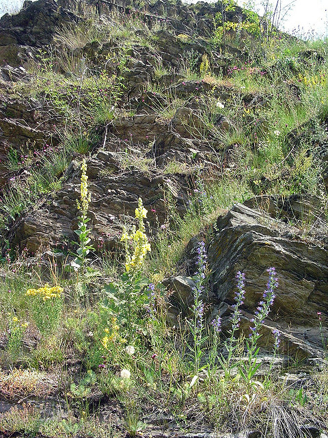 Molène faux phlomis