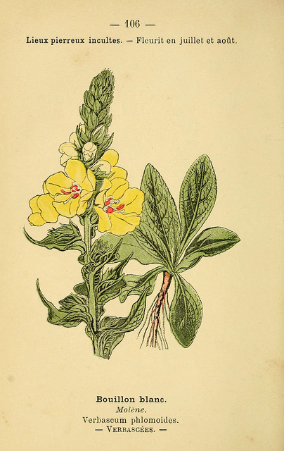 Molène faux phlomis