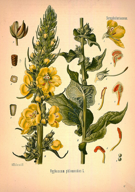 Molène faux phlomis