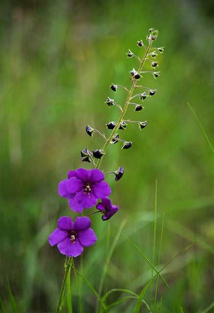 Molène de phénicie (Verbascum phoeniceum)