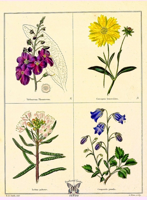 Molène de phénicie