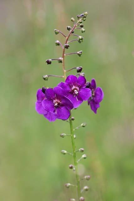Molène de phénicie
