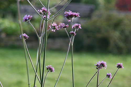 Verveine de buenos-aires (Verbena bonariensis)