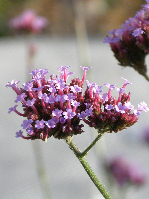 Verveine de buenos-aires