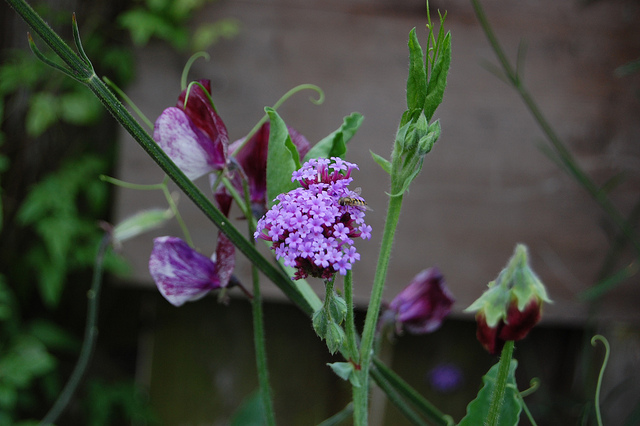 Verveine de buenos-aires