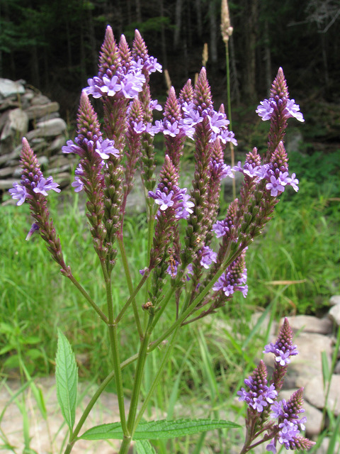 Verveine hastée (Verbena hastata)
