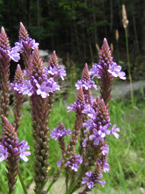 Verveine hastée