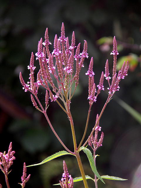 Verveine hastée