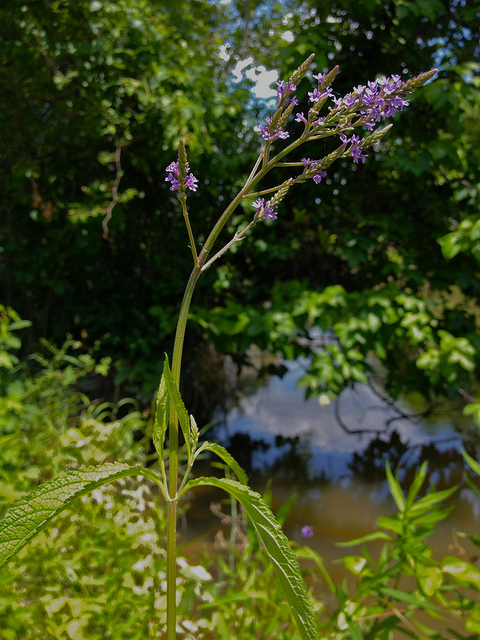 Verveine hastée
