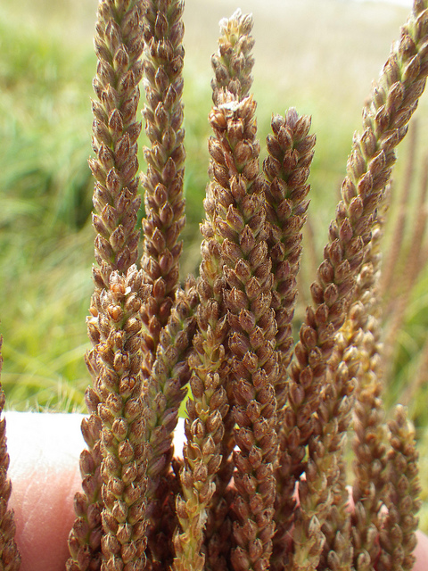 Verveine hastée