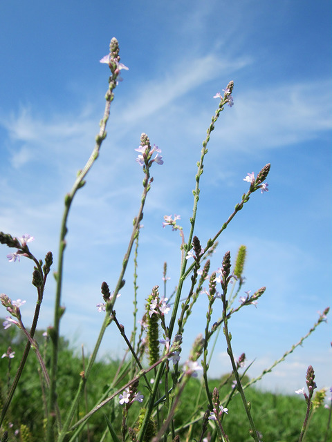 Verveine officinale (Verbena officinalis)