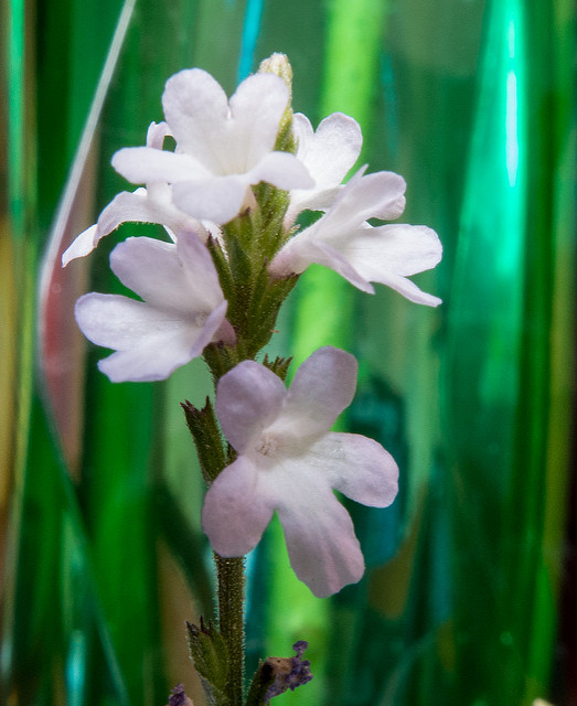 Verveine officinale