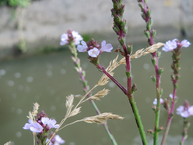Verveine officinale