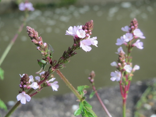 Verveine officinale