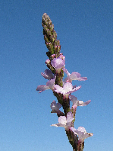 Verveine officinale