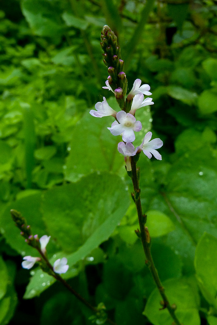 Verveine officinale