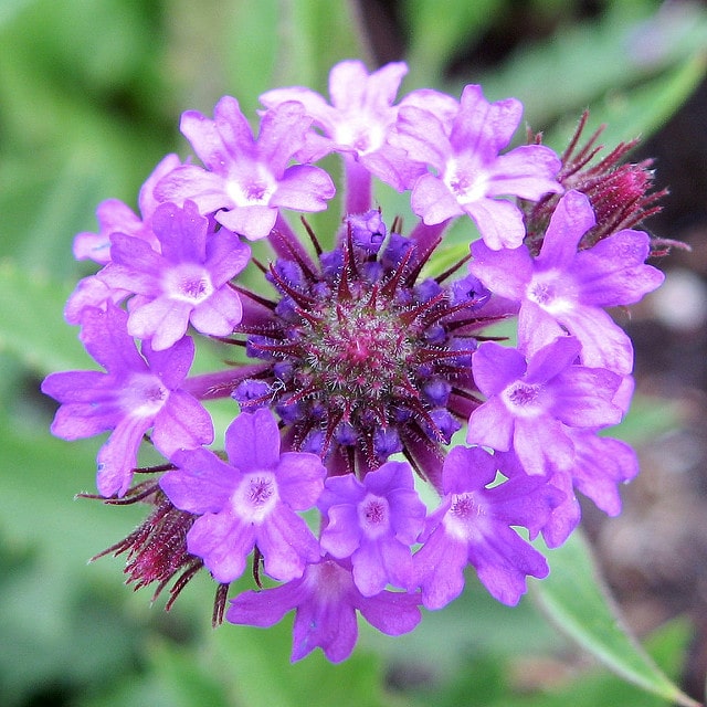 Verveine rugueuse