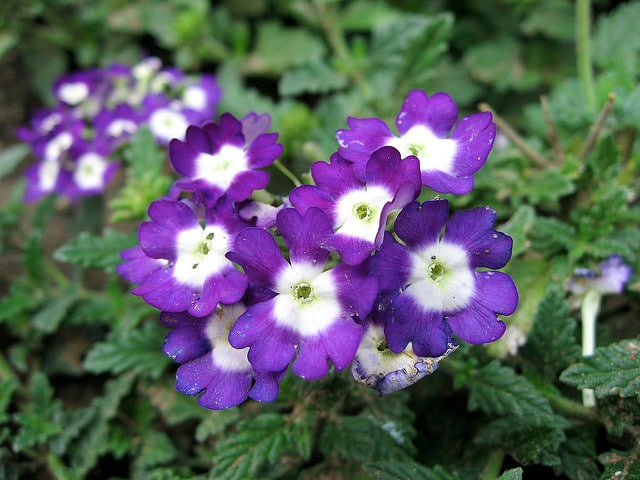 Verveine rugueuse