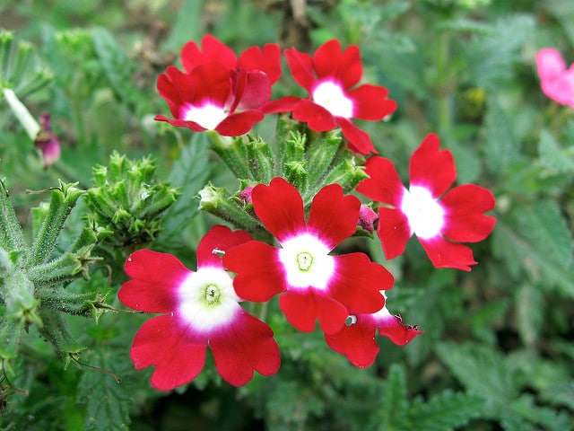 Verveine rugueuse