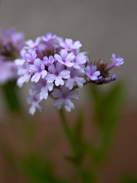 Verveine rugueuse
