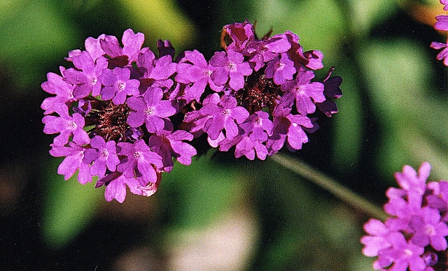 Verveine rugueuse (Verbena rigida)