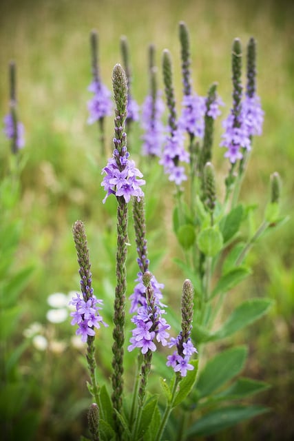Verbena stricta (Verbena stricta)