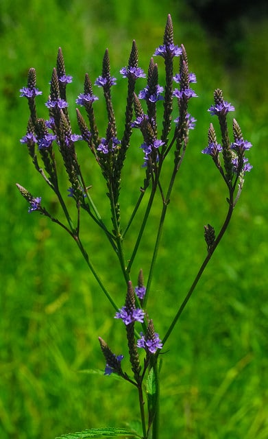 Verbena stricta