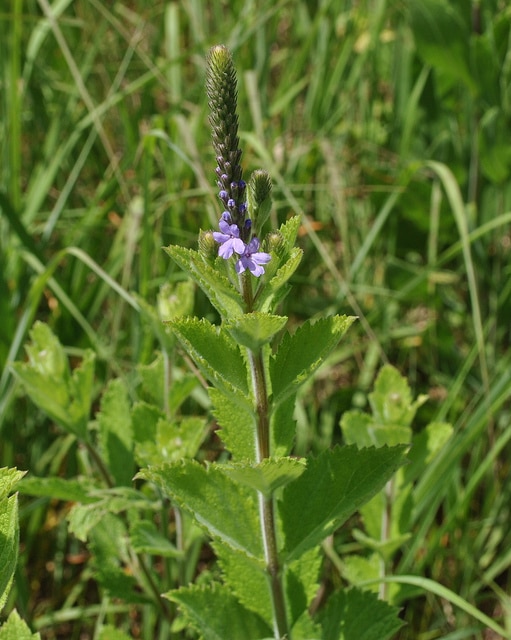 Verbena stricta