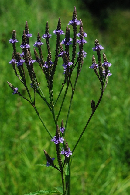 Verbena stricta