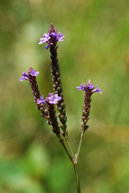 Verbena stricta