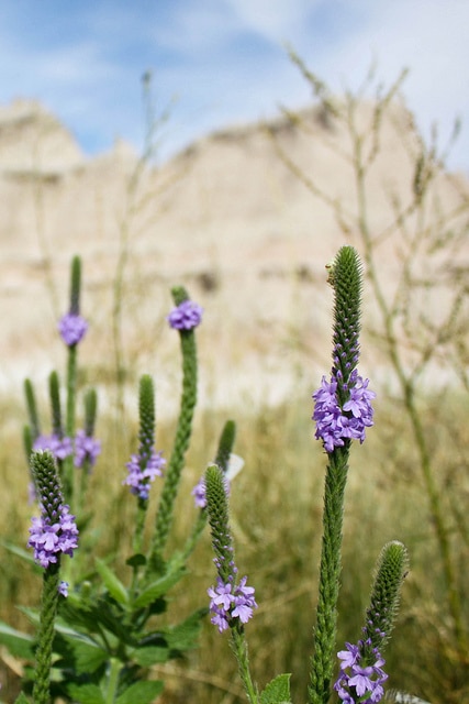 Verbena stricta