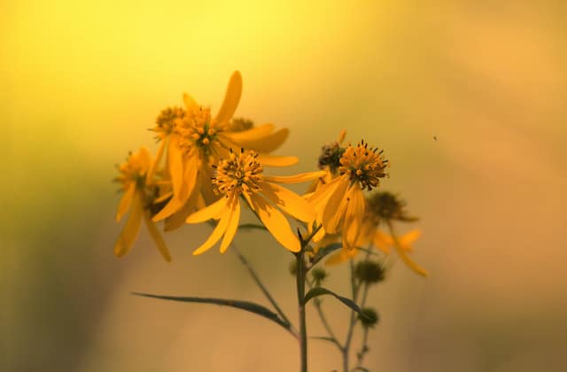 Verbesina alternifolia