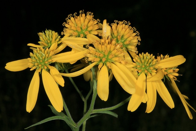 Verbesina alternifolia