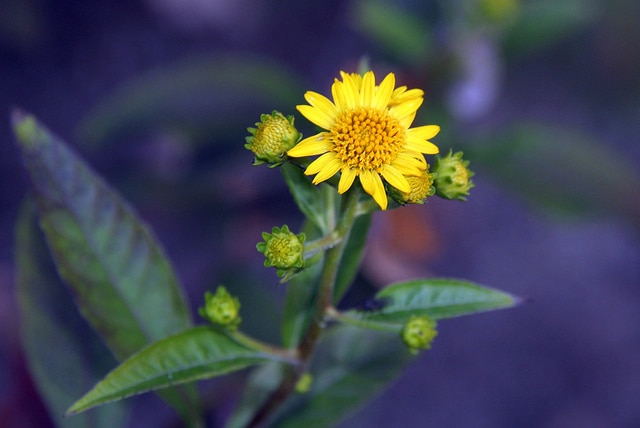 Verbesina alternifolia