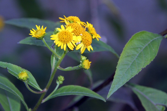 Verbesina alternifolia
