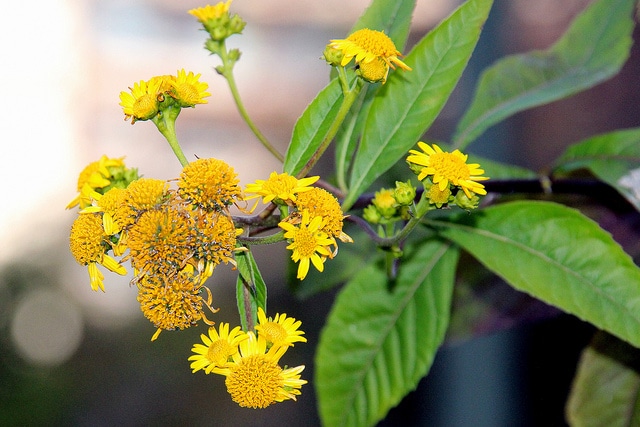Verbesina alternifolia (Verbesina alternifolia)
