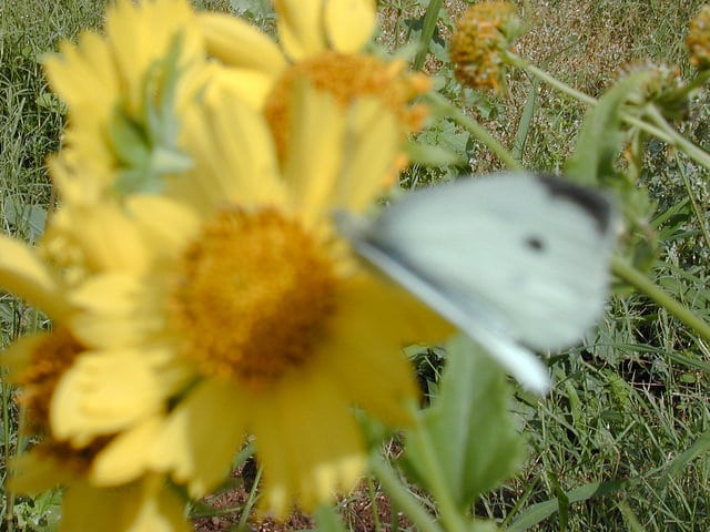 American dogweed
