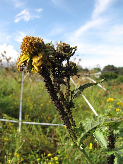 American dogweed