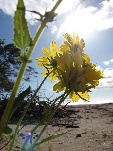American dogweed