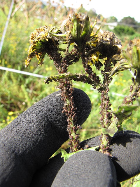 American dogweed