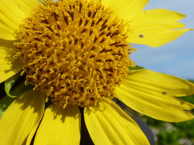 American dogweed (Verbesina encelioides)