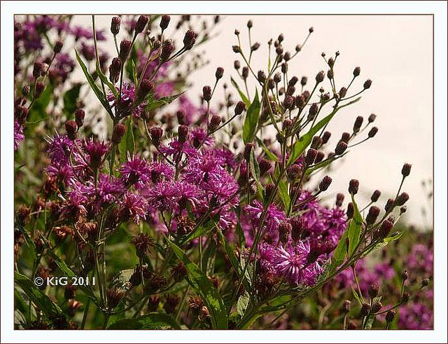 Vernonia crinita (Vernonia crinita)