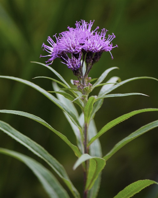Vernonia fasciculata